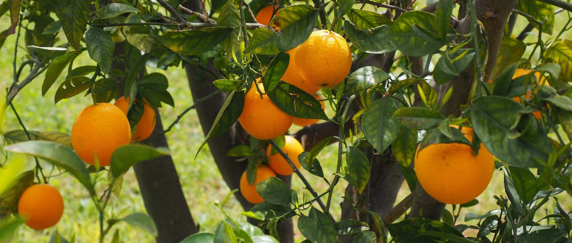 Citrus trees: 15 questions and answers about growing them