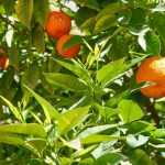 Citrus trees: when and how to prune?