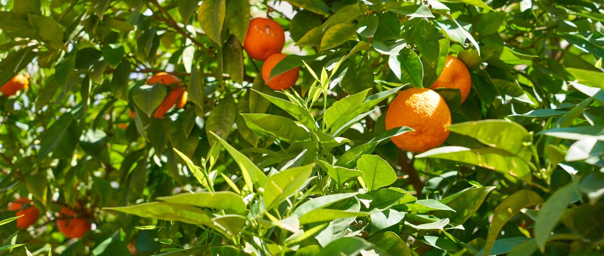 Citrus trees: when and how to prune?