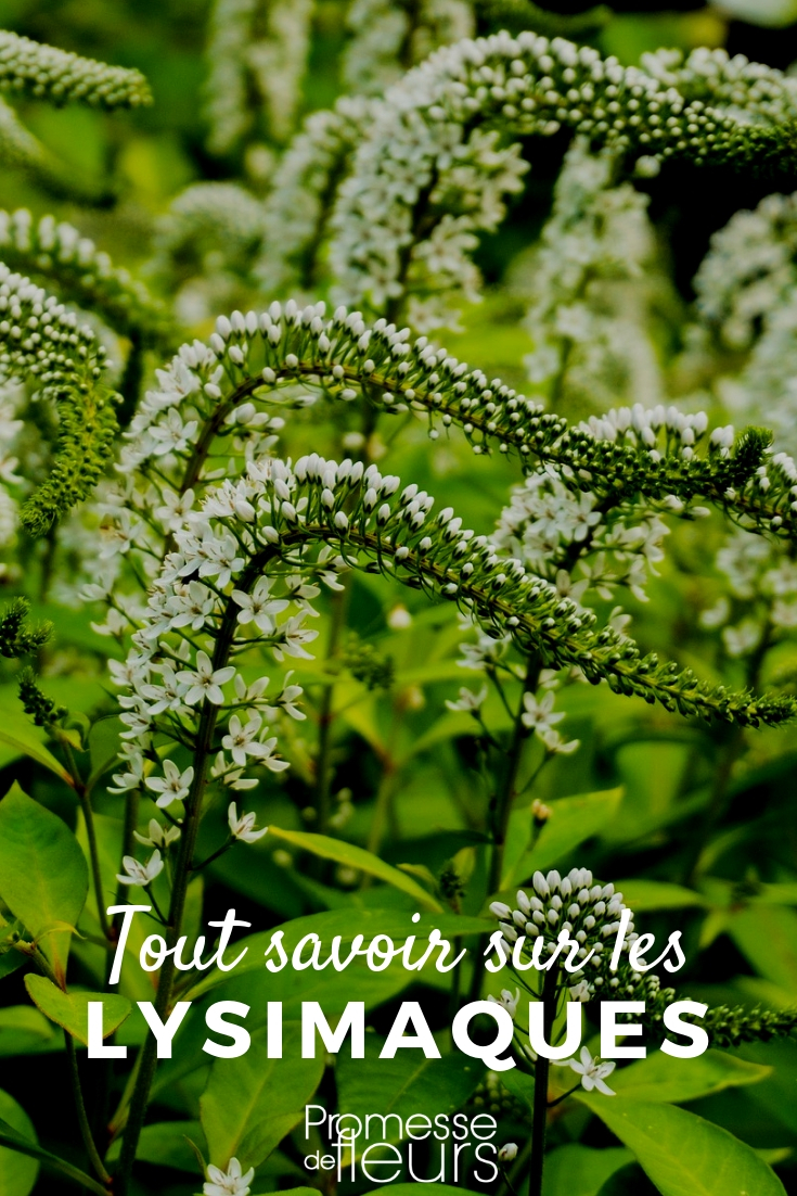 Loosestrife, Lysimachia: Cultivation Tips