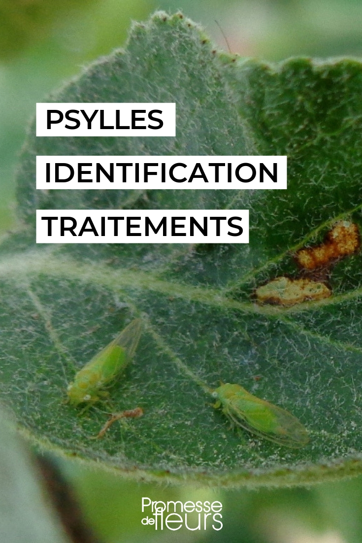 Psyllid Damage and Control Measures

Psyllids, often referred to as plant lice, are tiny insects that can cause significant damage to a variety of plants. These pests suck the sap from plants, leading to yellowing leaves, stunted growth, and in severe cases, the death of the plant. Let's explore the common signs of psyllid damage and discuss effective strategies to combat these pests in your garden.

### Identifying Psyllid Damage

1. **Yellowing and Curling Leaves**: As psyllids feed, they inject toxins into the plant, causing leaves to yellow and curl.
2. **Honeydew and Sooty Mold**: Psyllids excrete a sticky substance known as honeydew. This can lead to the growth of sooty mold on the leaves.
3. **Galls**: Some psyllid species induce the formation of galls (abnormal growths) on leaves and stems.

### Effective Control Measures

#### Cultural Practices
- **Inspect Plants Regularly**: Early detection is key. Regularly check the undersides of leaves for psyllids or their eggs.
- **Prune Infested Areas**: Remove and destroy any infested parts of the plant to prevent the spread of psyllids.

#### Biological Control
- **Natural Predators**: Ladybirds and lacewings are natural predators of psyllids. Encouraging these beneficial insects can help control psyllid populations.

#### Chemical Control
- **Insecticidal Soap**: Apply insecticidal soap to infested plants. This is effective against psyllids and is safe for the environment.
- **Systemic Insecticides**: For severe infestations, systemic insecticides can be used. These are absorbed by the plant and can control psyllids more effectively.

By implementing these strategies, you can protect your plants from the damaging effects of psyllids and maintain a healthy garden. Remember, consistent care and early intervention are your best tools in managing these pesky insects.
