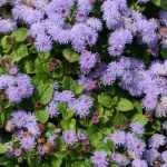 Ageratum, Mexican ageratum: sowing, planting, care