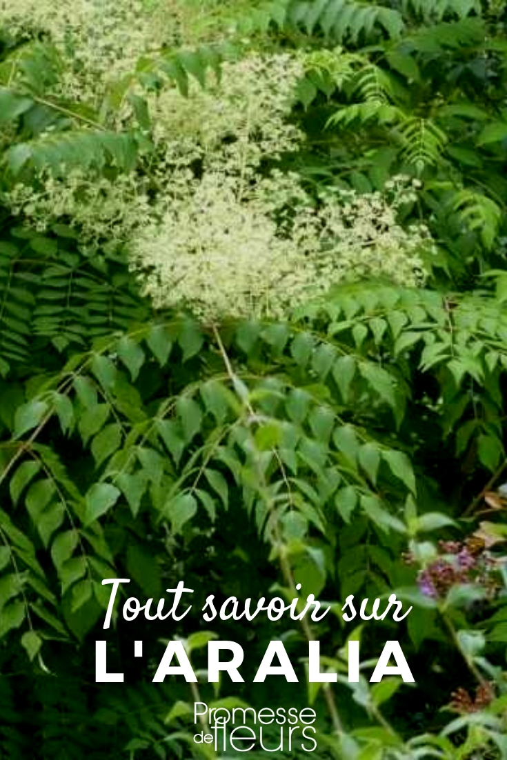 Aralia: Planting and Maintenance