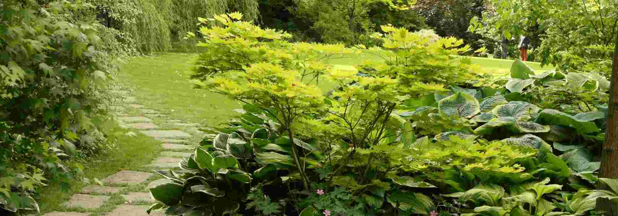 Shade-loving shrubs: which ones to choose?