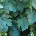 Bordeaux mixture and other copper-based treatments in the garden