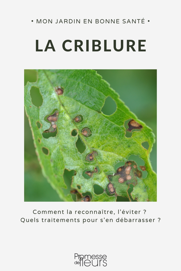 Recognising Shot Hole Disease or Coryneum, Preventing and Treating It