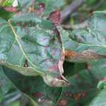Entomosporium leaf spot: prevention and control