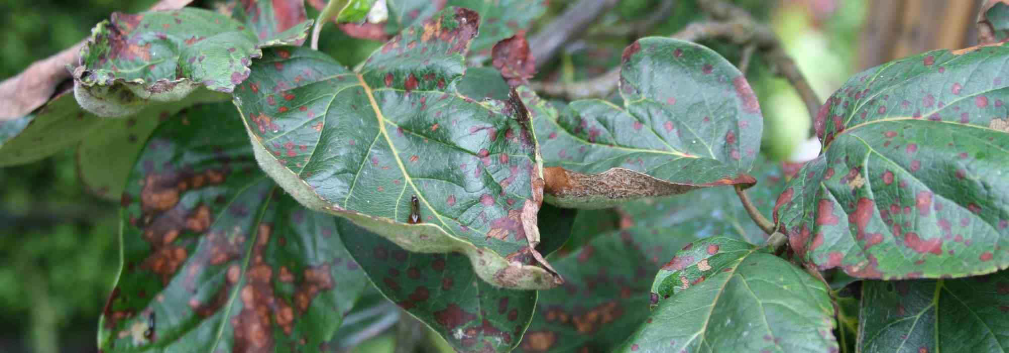 Entomosporium leaf spot: prevention and control