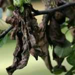 Fire blight: identifying and controlling this disease