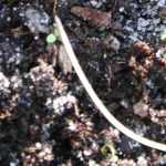 Damping off in sowing: understanding, combating, preventing