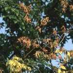 Dutch elm disease: identification and treatment