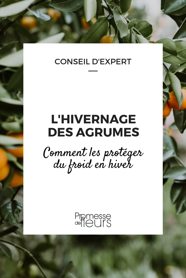 Protecting Orange and Lemon Trees from the Cold