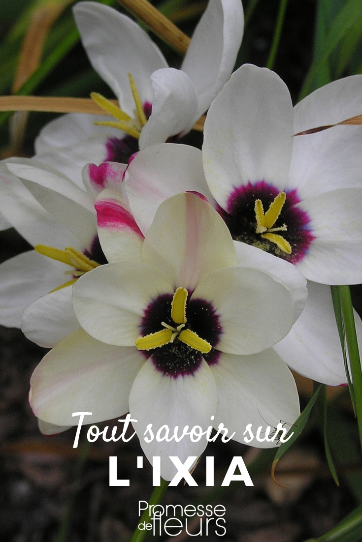 Ixia: Planting and Cultivation