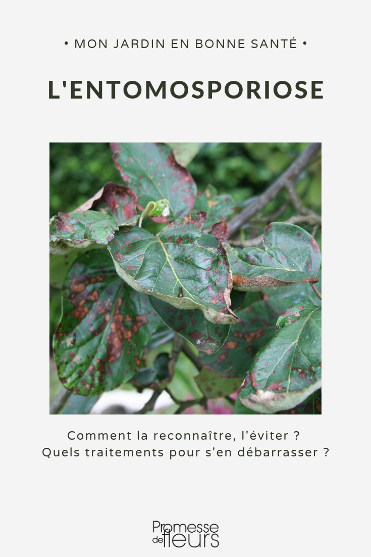 Entomosporiosis: Damage and Treatment

Entomosporiosis, often referred to as {glossary:leaf spot} in English, is a fungal disease that affects a wide range of plant species. This disease is particularly prevalent in temperate climates and can cause significant damage to both ornamental and agricultural plants.

### Symptoms and Damage

The primary symptom of entomosporiosis is the appearance of small, circular spots on the leaves. These spots are initially light brown but may darken as the disease progresses. As the infection develops, the spots can merge, leading to larger areas of dead tissue, which severely weakens the plant. In severe cases, it can lead to premature leaf drop, reducing the plant's ability to photosynthesize and ultimately affecting its growth and vigour.

### Treatment and Management

Effective management of entomosporiosis involves a combination of cultural practices and, if necessary, chemical treatments:

1. **Cultural Practices:**
   - **Sanitation:** Regularly remove and dispose of infected leaves and debris to reduce the spread of spores.
   - **Air Circulation:** Ensure good air circulation around plants to help reduce humidity levels, which are conducive to fungal growth.
   - **Watering Practices:** Water plants at the base to avoid wetting the foliage, as moisture on leaves can promote fungal infections.

2. **Chemical Treatments:**
   - **Fungicides:** Apply fungicides that are specifically effective against leaf spot diseases. It is crucial to follow the manufacturer's instructions and to rotate fungicides to prevent resistance development.

3. **Resistant Varieties:**
   - Whenever possible, choose plant varieties that are resistant or tolerant to entomosporiosis. This can significantly reduce the incidence of the disease.

By integrating these practices, gardeners can effectively manage entomosporiosis and maintain the health and beauty of their plants. Always remember to monitor plants regularly for early signs of infection, as early detection is key to effective control.