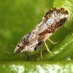 How to get rid of psyllids?