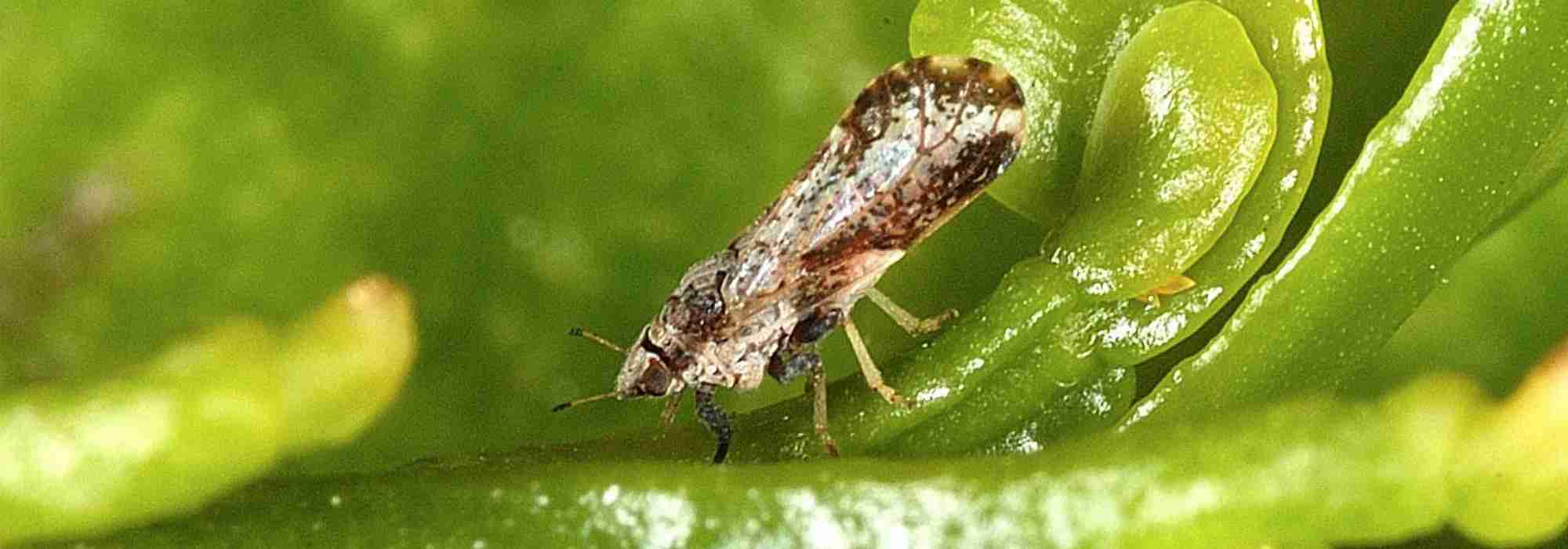 How to get rid of psyllids?