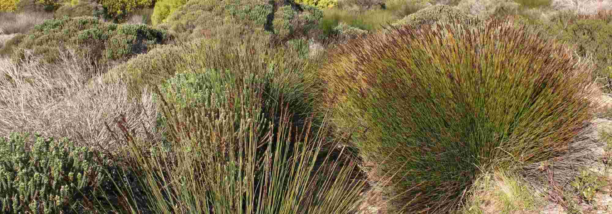 Restio, Elegia capensis: planting, pruning and care