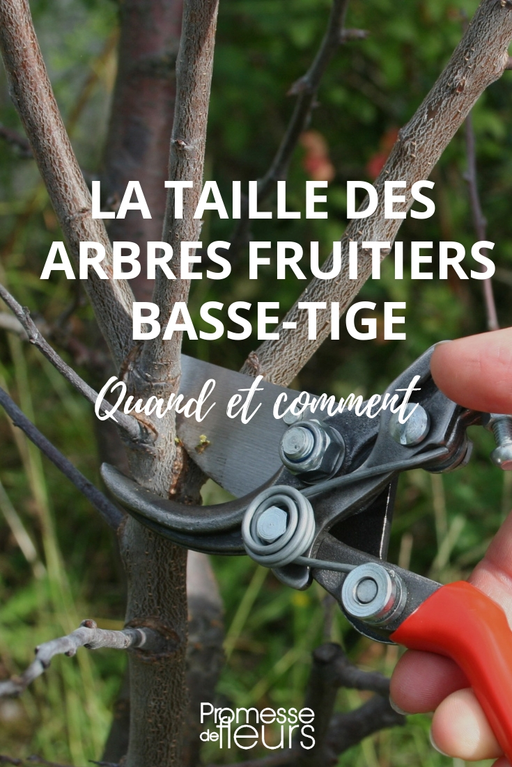 Pruning Low-Stem Fruit Trees