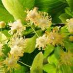 Lime tree, Tilia: planting, growing and pruning