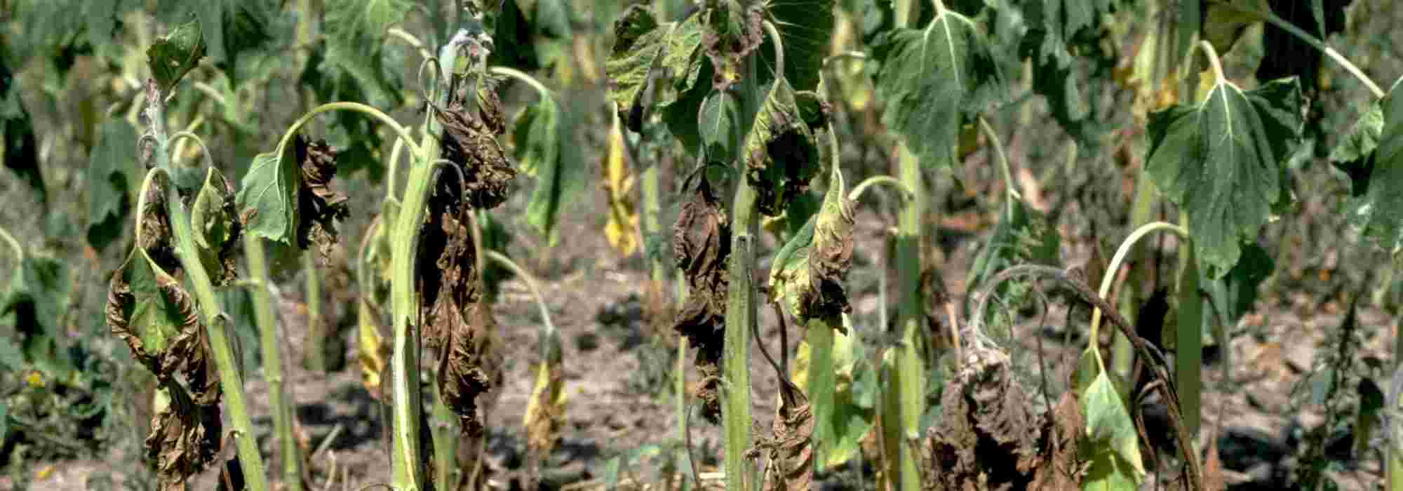 Verticillium wilt