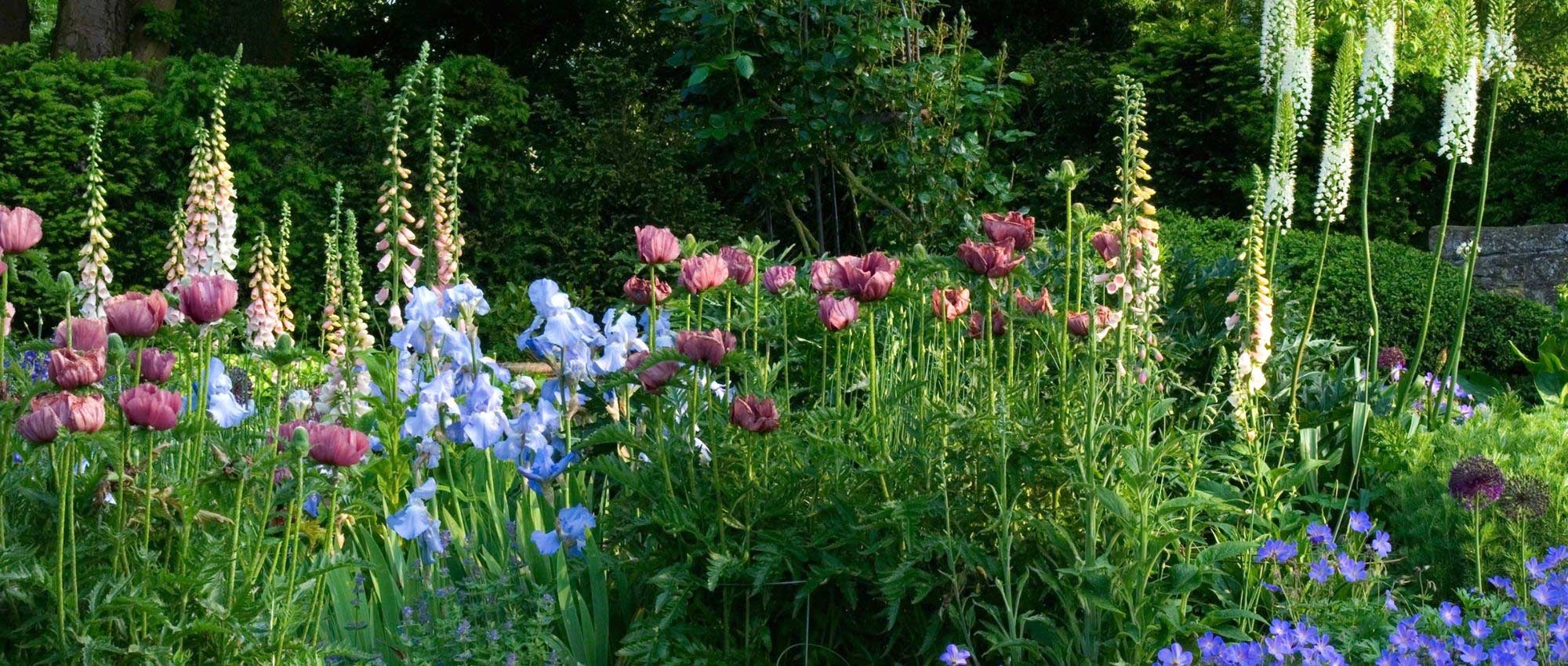 English garden: 10 emblematic plants