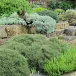 15 plants for a sunny rockery