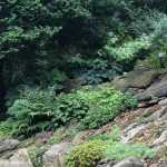 10 plants to create a shady rockery