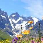 Alpine perennial plants