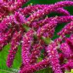Amaranth : sowing, planting, care