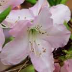 Azaleas: planting, growing, pruning and care