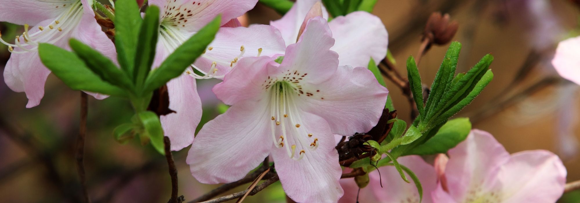 Azaleas: planting, growing, pruning and care