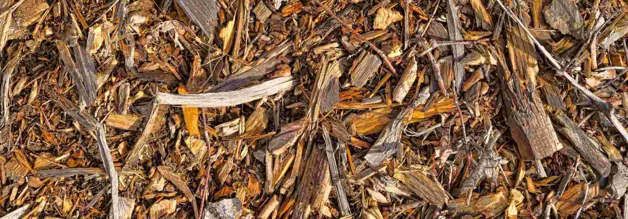 BRF or ramial chipped wood: what is it? How to use it in the garden?