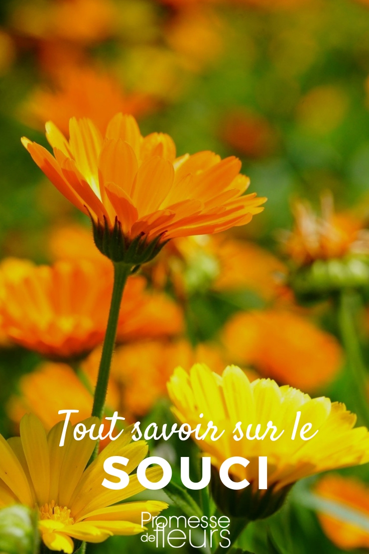 Sowing marigold flowers