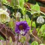 Cobaea, Cobaea scandens : sowing, planting