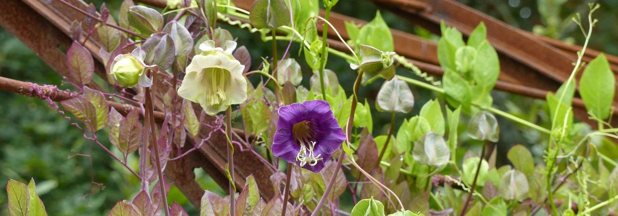 Cobaea, Cobaea scandens : sowing, planting