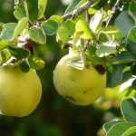 Quince tree: planting, pruning and care