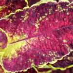 Coleus: sowing, planting and care
