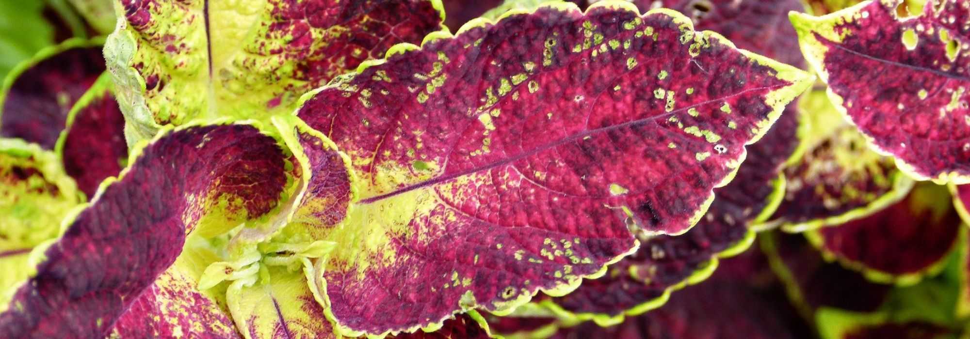 Coleus: sowing, planting and care