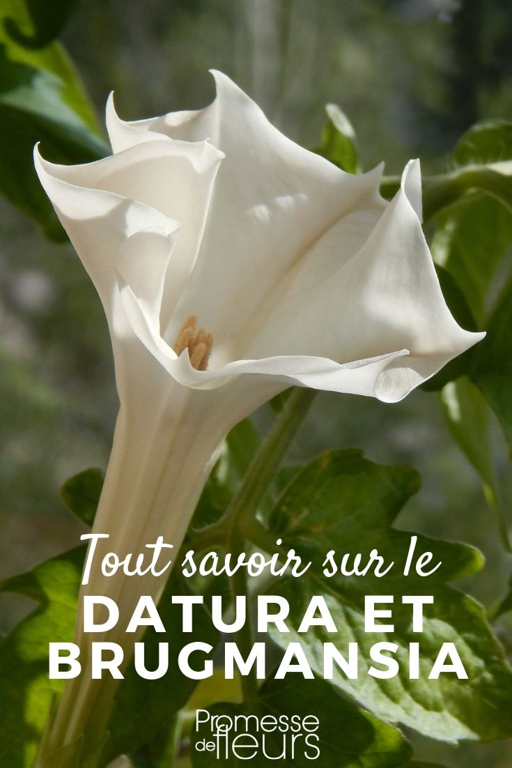 Datura and Brugmansia