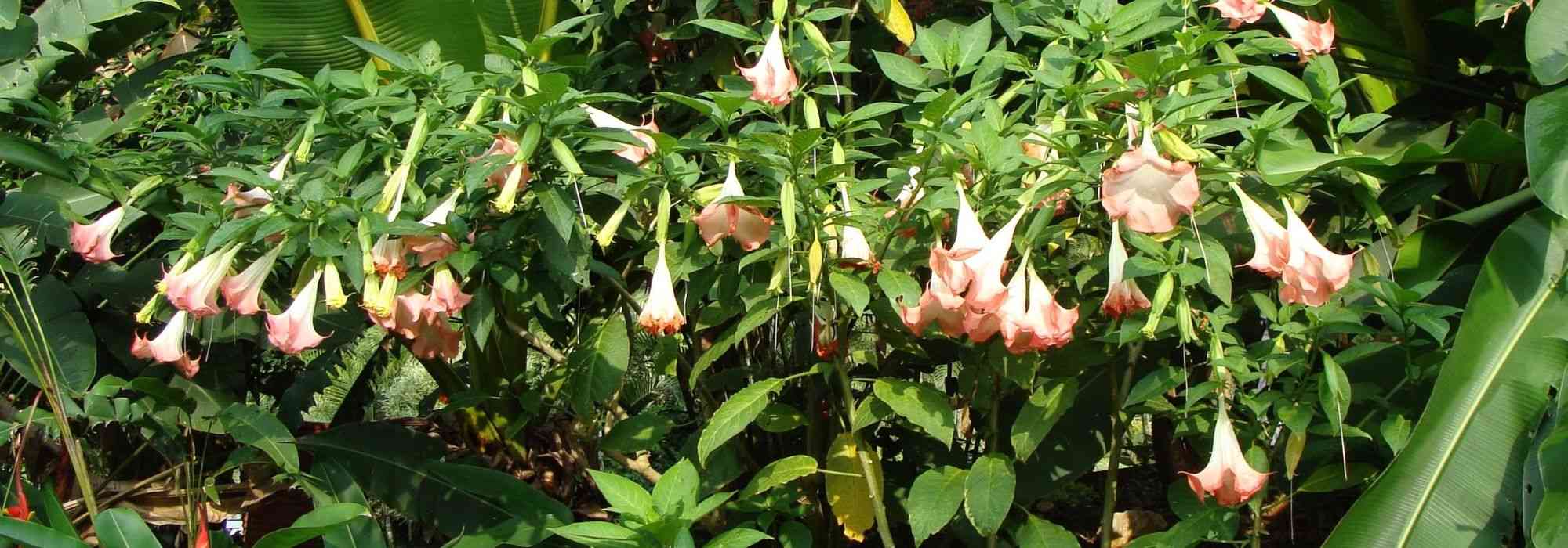 Datura and Brugmansia: sowing, planting and care