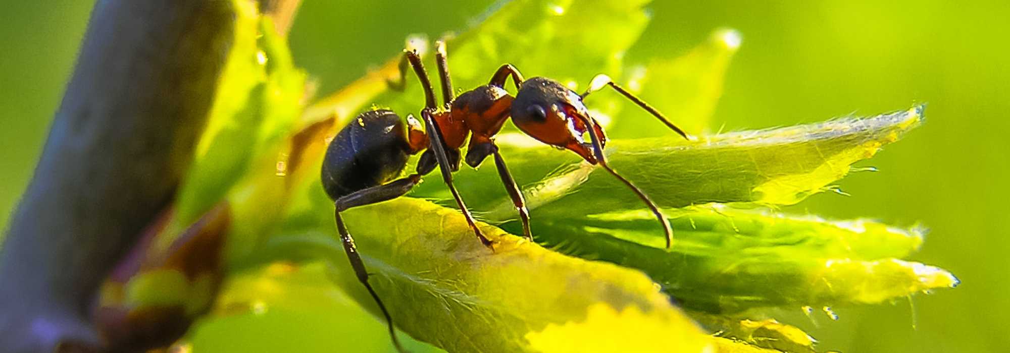 Ants in the garden: do we really need to fight them?