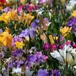 Freesia: planting, cultivation and care