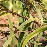 Fusarium wilt : prevention and treatment