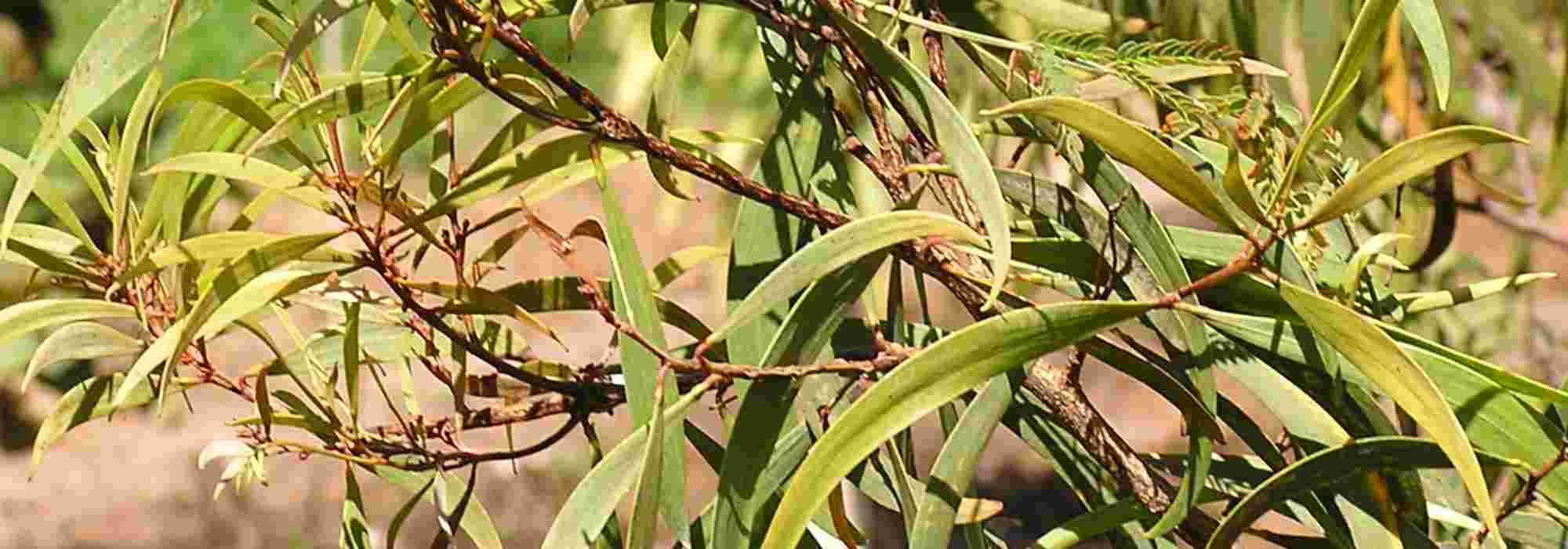 Fusarium wilt : prevention and treatment