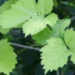Hop, Humulus lupulus : planting, cultivation and use