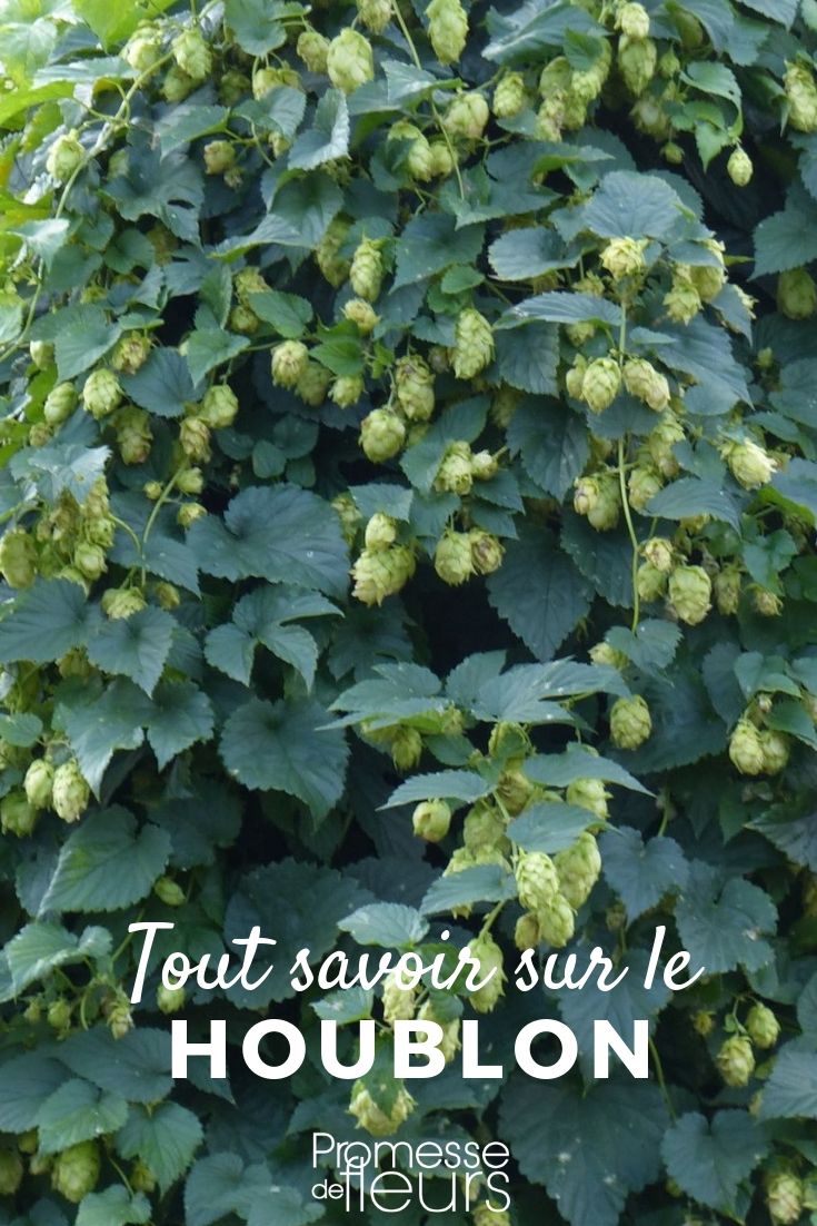 Everything You Need to Know About Humulus Lupulus

Humulus lupulus, commonly known as the hop plant, is a perennial favourite among gardeners and brewers alike. This climbing plant is not only valued for its ornamental appeal but also for its crucial role in brewing beer. Here, we delve into the essentials of growing, caring for, and utilising Humulus lupulus.

### Growing Humulus Lupulus

Hops thrive in well-drained soil with plenty of sunlight. They are vigorous climbers, so providing a sturdy support system like a trellis or wires is essential. Planting should be done in early spring, and with the right conditions, they can grow up to 20-25 feet in a single season.

### Care and Maintenance

Regular watering and fertilization are key to maintaining a healthy hop plant. They require a lot of nutrients, especially nitrogen, so a balanced fertilizer is recommended. Pruning is also important; trim back the first shoots in early spring to promote more vigorous growth.

### Uses of Humulus Lupulus

Beyond brewing, Humulus lupulus has been used in herbal medicine for its sedative properties. It can help in treating sleep disorders and anxiety. Additionally, the plant is a beautiful addition to garden landscapes, providing lush greenery and an interesting vertical element.

For more detailed information on growing and caring for Humulus lupulus, visit our detailed guides and gardening tips. Whether you're a seasoned gardener or a brewing enthusiast, this plant offers something for everyone. Happy gardening!