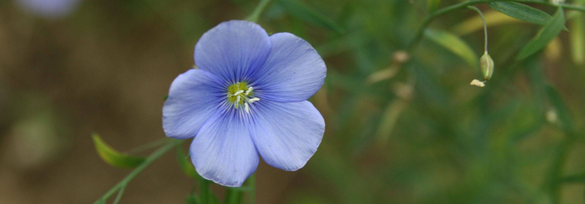 Flax, Linum: planting, sowing and care