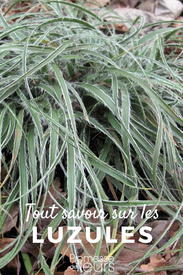 Luzula nivea, Sylvatica: Planting, Cultivation, and Maintenance

Luzula nivea and Luzula sylvatica are remarkable young plants for adding texture and interest to shaded garden areas. Both species thrive under the canopy of larger trees, making them perfect for woodland gardens or shaded borders.

**Planting:**
The best time to plant Luzula nivea and Luzula sylvatica is during the cooler months of spring or autumn. Choose a spot with partial to full shade and well-drained soil. Dig a hole twice the size of the root ball, place the young plant in the hole, and fill it with a mixture of garden soil and compost. Water thoroughly after planting.

**Cultivation:**
These young plants prefer moist, but well-drained soil. They are relatively low maintenance but benefit from occasional watering during prolonged dry periods, especially in their first growing season to establish a strong root system. Mulching around the base of the young plants can help retain soil moisture and suppress weeds.

**Maintenance:**
Luzula species are generally pest and disease free. They may require some light pruning to remove old foliage and encourage fresh growth. Divide clumps every few years in early spring to rejuvenate and propagate your young plants.

By following these simple guidelines, your Luzula nivea and Luzula sylvatica will thrive, providing a lush, evergreen presence in your garden throughout the year.