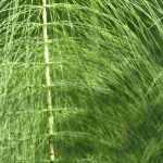 How to get rid of horsetail in the garden?