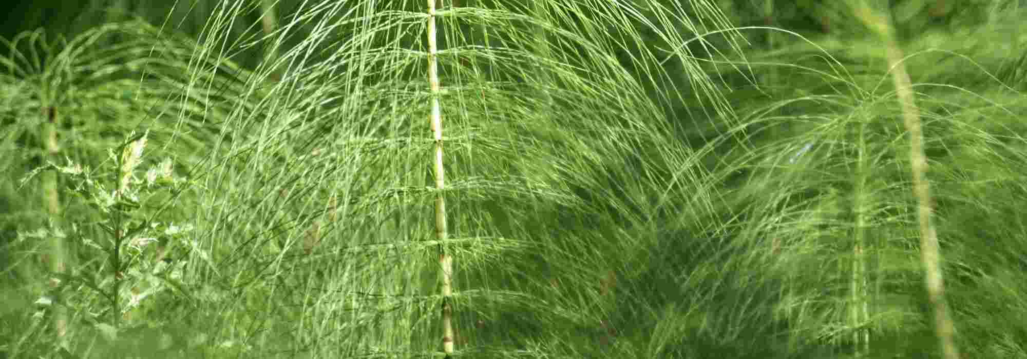 How to get rid of horsetail in the garden?